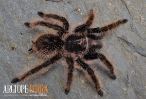 Tliltocatl albopilosus Nicaragua (ex. Brachypelma albopilosum) 2,5-3cm DC ♀ Samica