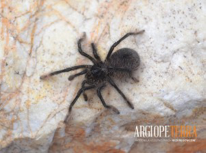 Theraphosa stirmi L1/2