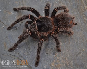 Lasiodora parahybana - Ptasznik olbrzymi -  L3, L6/7