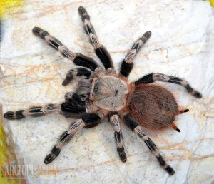 Nhandu chromatus 3,5cm DC ♀ Samica