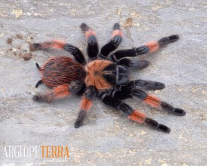 Brachypelma emilia 2-2,5cm DC ♀ Samica