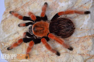 Brachypelma boehmei 2-2,5cm DC ♀ Samica