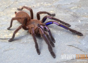 Chilobrachys natanicharum (electric blue) 2-2,5cm DC ♀ Samica