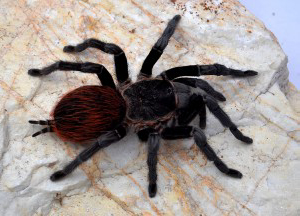 Tliltocatl vagans (ex. Brachypelma vagans) L3/4, L6