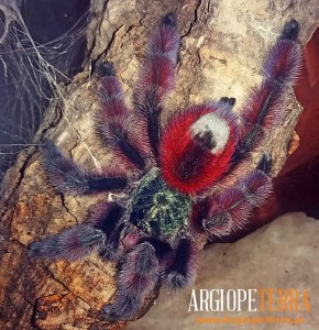 Caribena (Avicularia) versicolor - Ptasznik wielobarwny -  L1